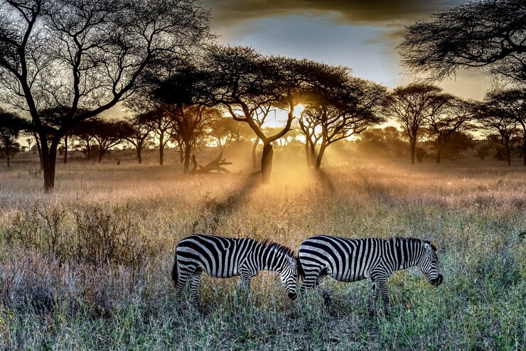 South African safari