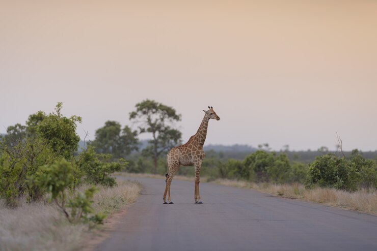 best African safari tours