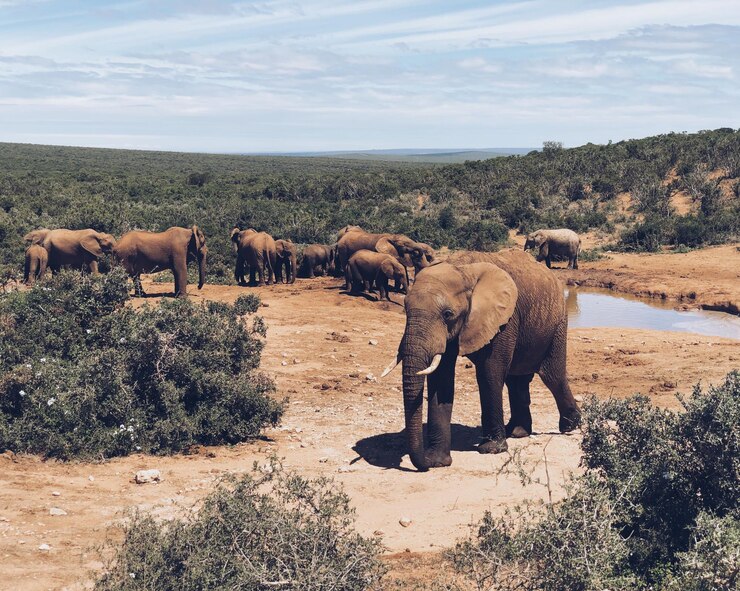 African safari trip