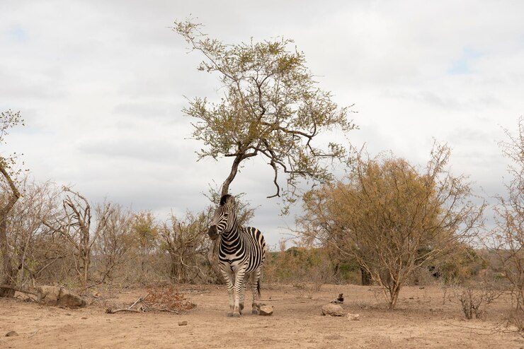 African safari trip