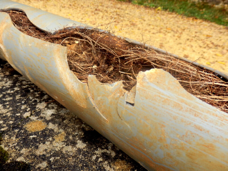 Tree Root Ingress Chippenham