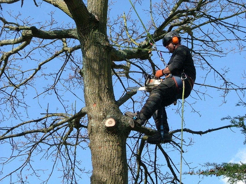 tree surgeons Waterlooville