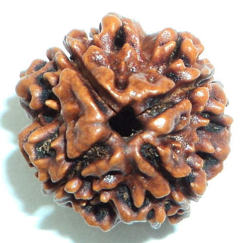 4 Mukhi Rudraksha: A Key To Enhanced Focus And Creativity