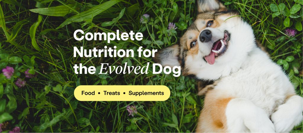 natural supplements for dogs