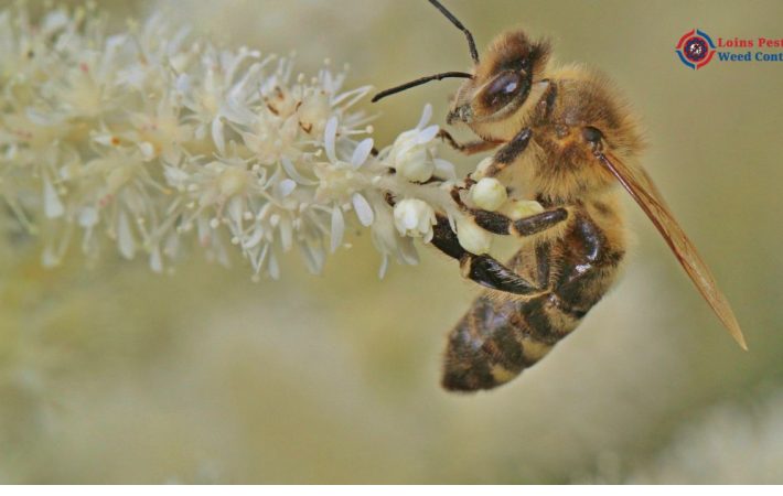 Bee Control Service in Perth