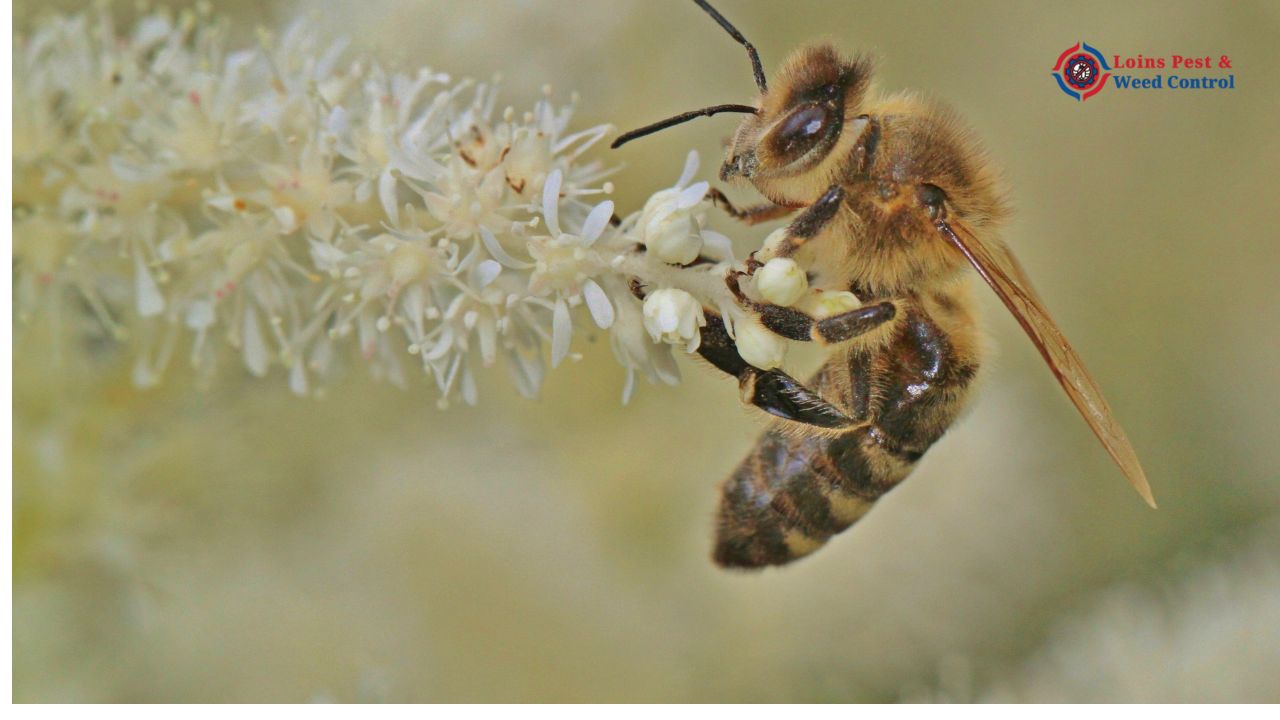 Bee Control Service in Perth