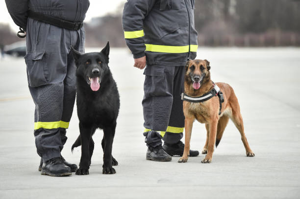 K9 Fire Detection: How It Works and Why It’s Effective